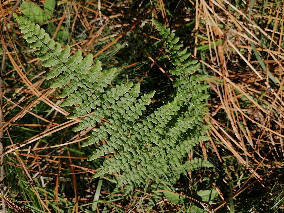 Myriopteris (lip ferns) (alternate view 3)