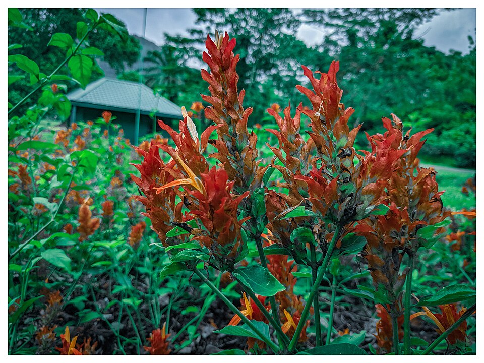 Justicia fulvicoma (Orange Shrimp Plant) (alternate view 9)
