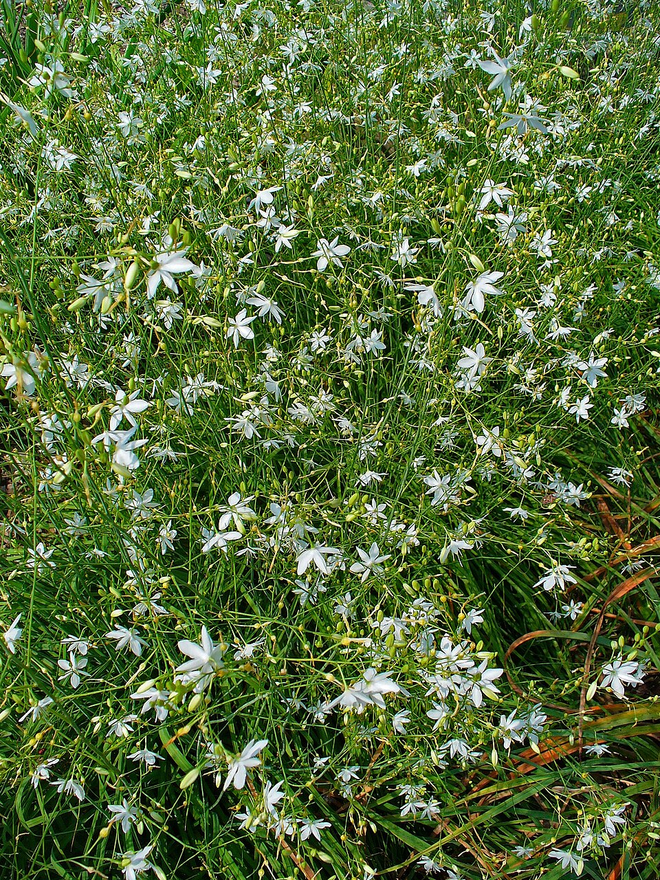 Anthericum ramosum (alternate view 6)