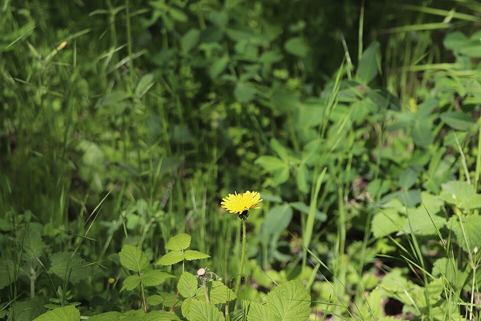 Pyrrhopappus carolinianus (Carolina desert-chicory) (alternate view 5)