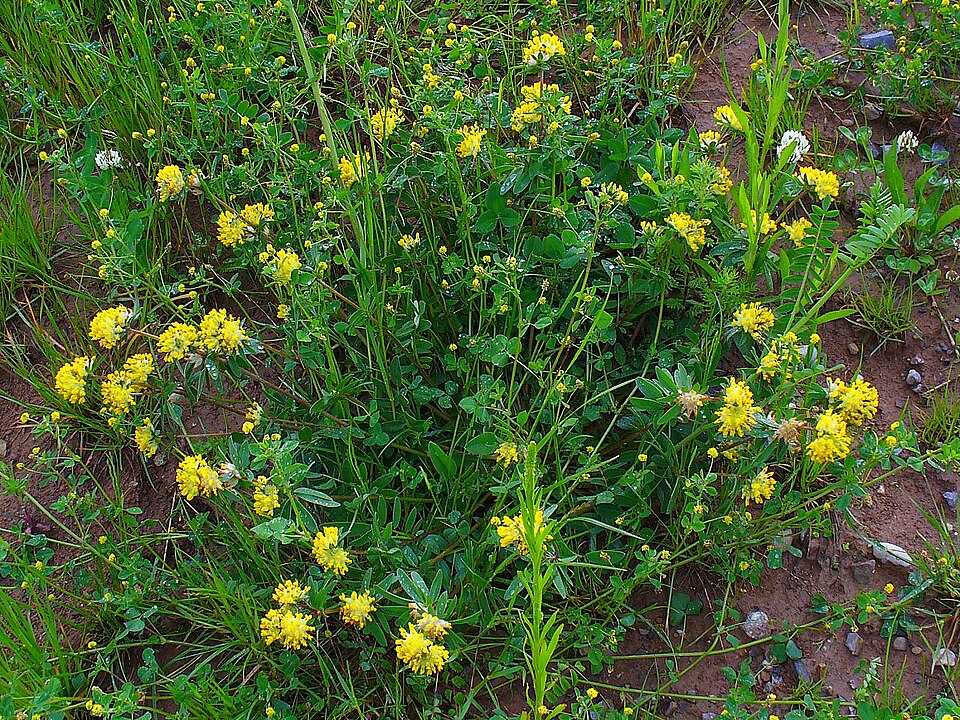 Anthyllis vulneraria (Common Kidney-Vetch)