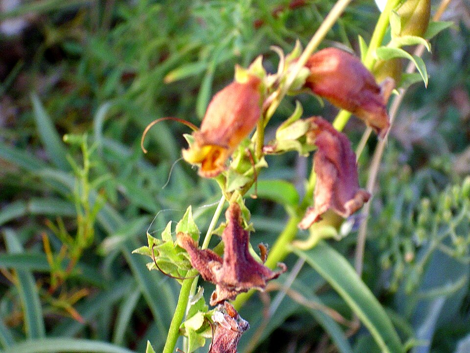Digitalis obscura (Sunset Foxglove) (alternate view 9)