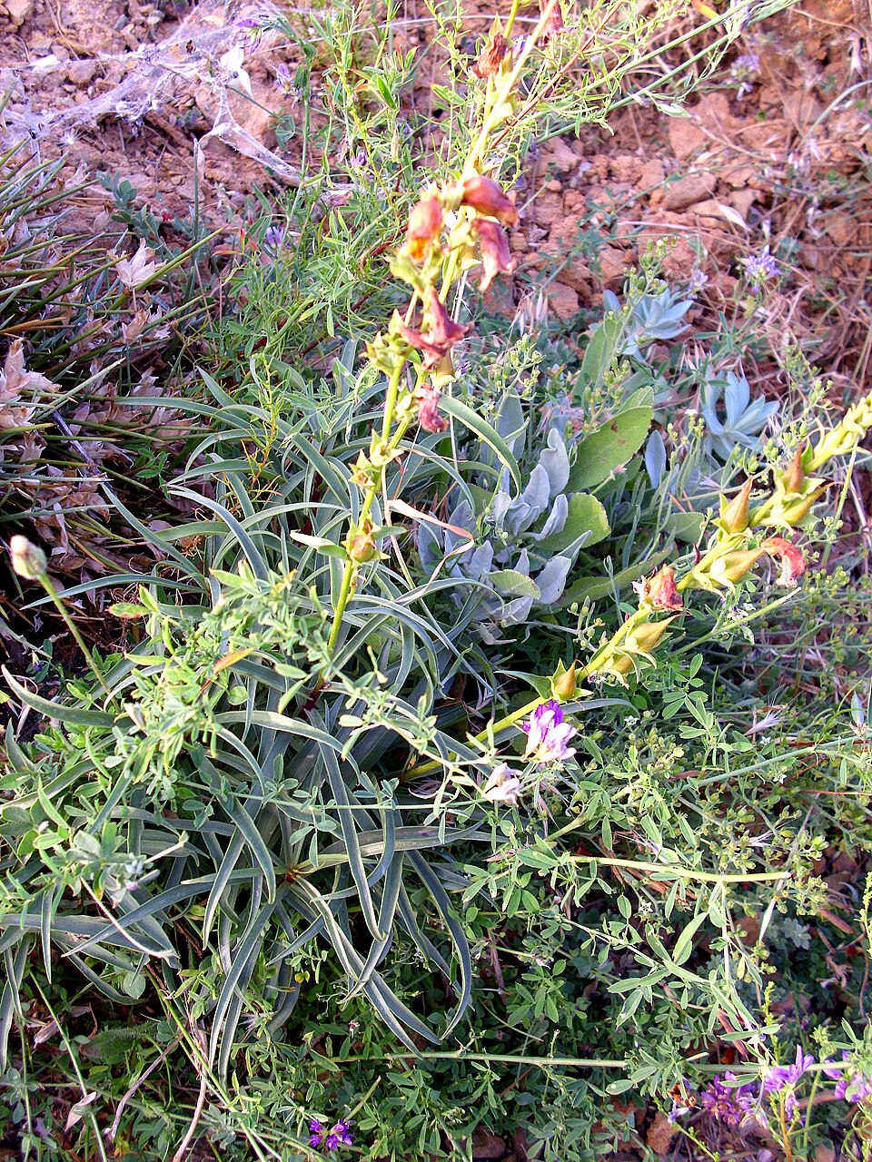 Digitalis obscura (Sunset Foxglove) (alternate view 10)