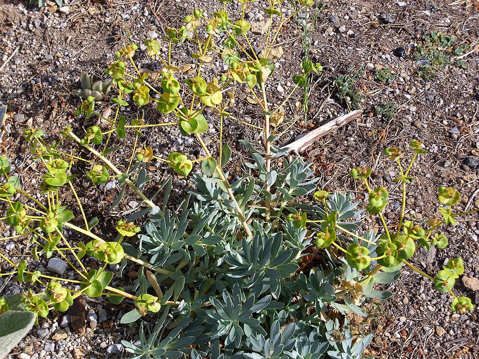 Euphorbia nicaeensis (alternate view 10)