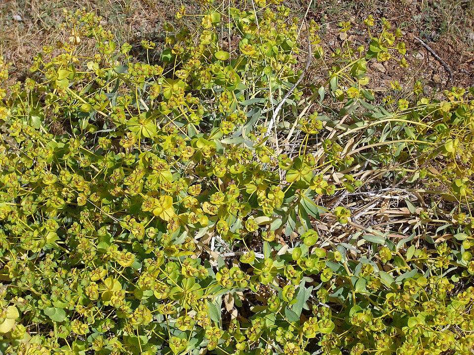 Euphorbia nicaeensis (alternate view 11)