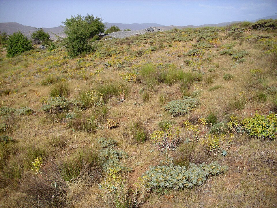 Euphorbia nicaeensis (alternate view 12)