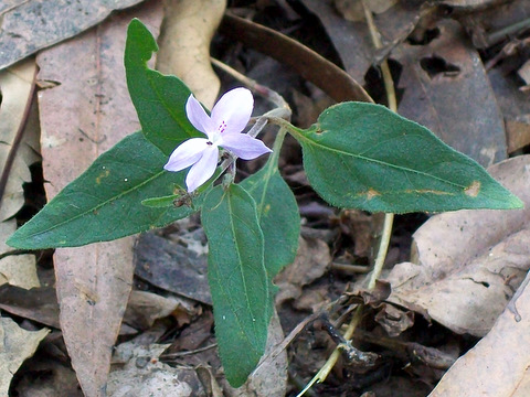 Pseuderanthemum variabile (Pastel Flower) (alternate view 2)