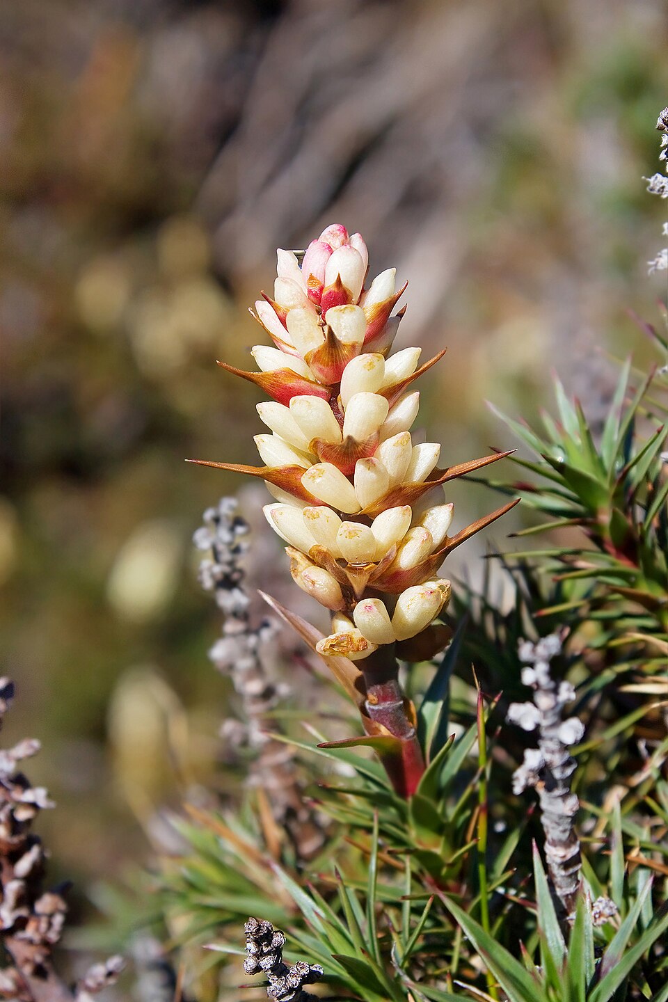 Richea scoparia (scoparia) (alternate view 4)