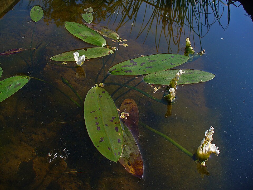 Aponogeton distachyos (alternate view 9)