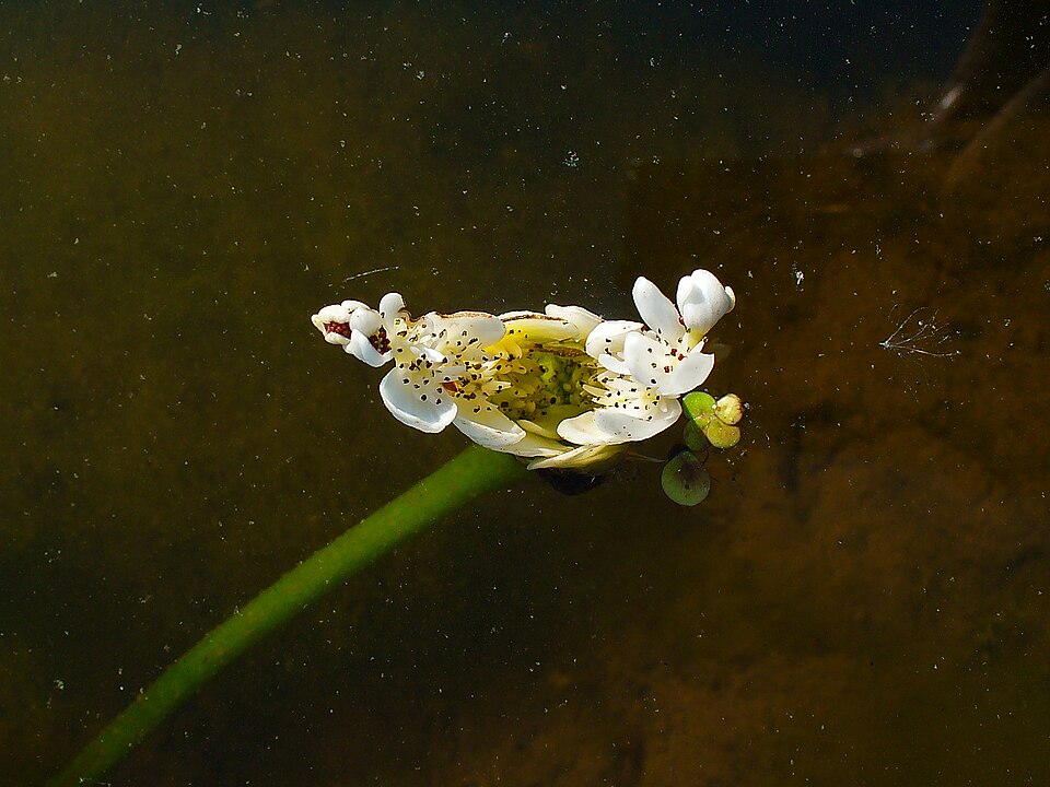 Aponogeton distachyos (alternate view 10)