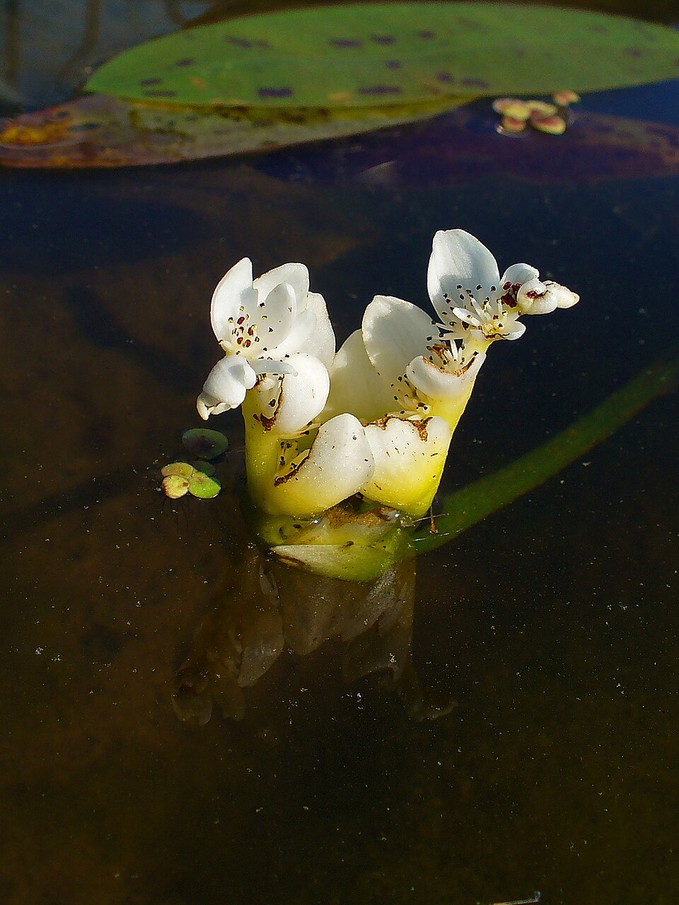 Aponogeton distachyos (alternate view 11)