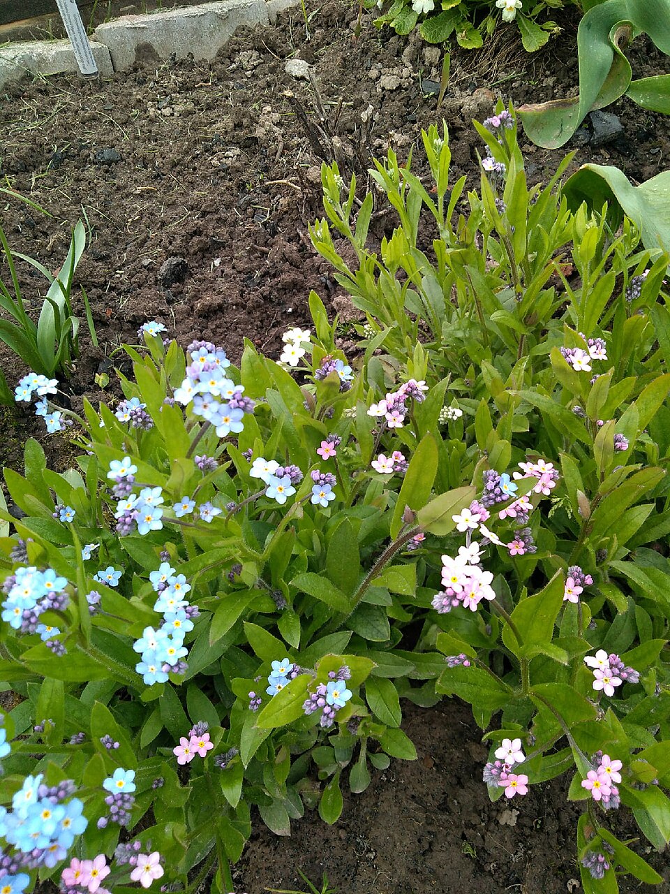 Myosotis (Forget-me-nots) (alternate view 5)