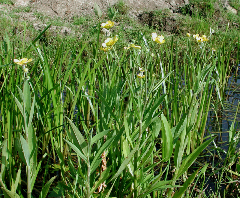 Ranunculus lingua (Greater Spearwort)