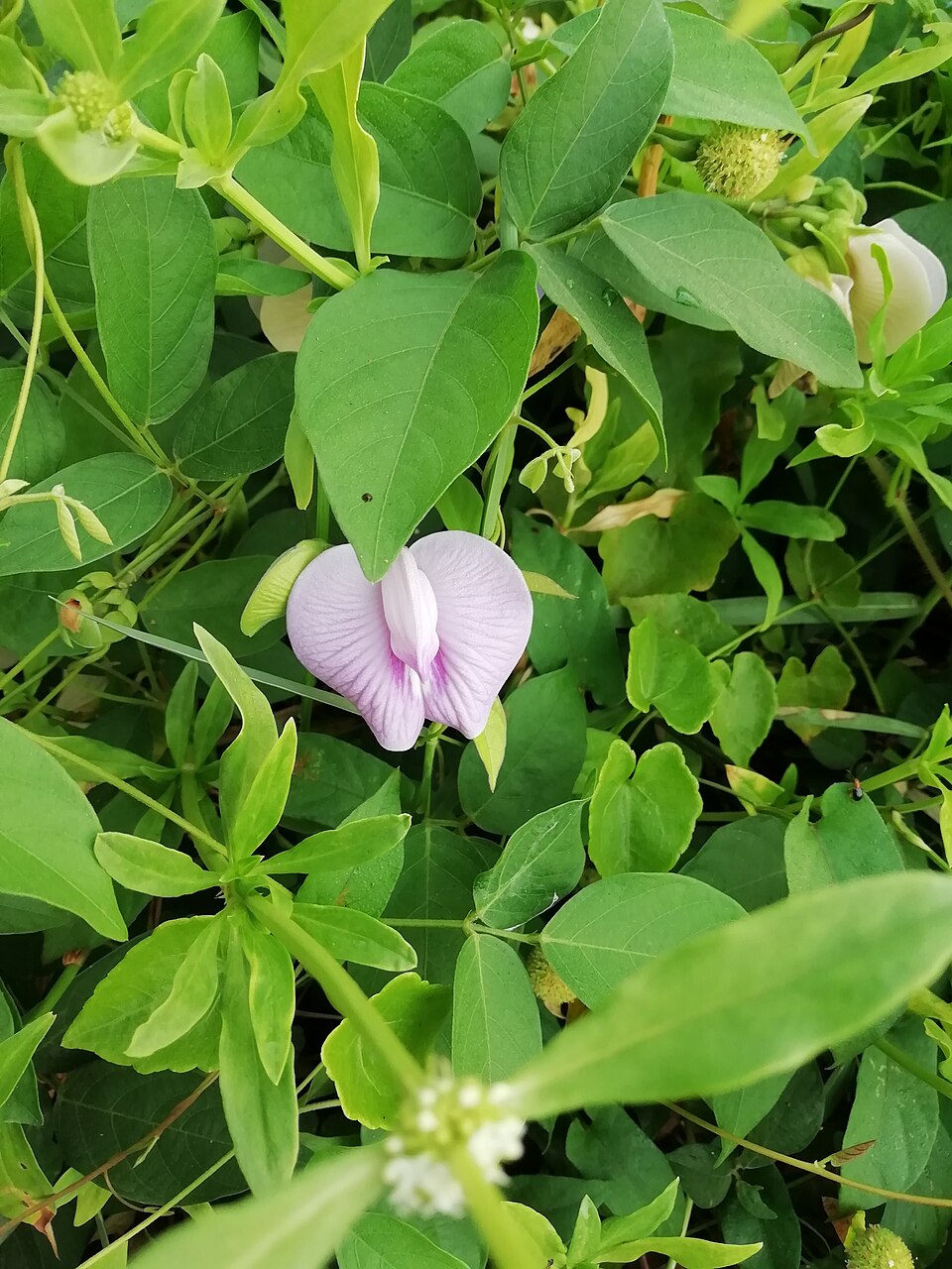 Centrosema (Butterfly Peas) (alternate view 5)