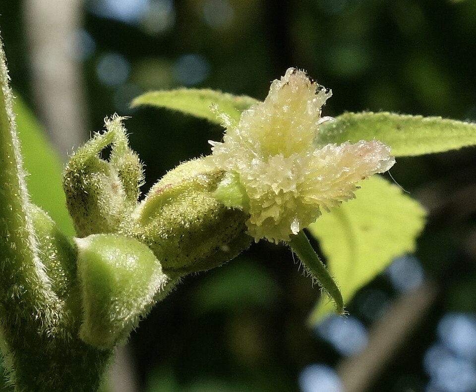 Carya tomentosa (mockernut) (alternate view 7)