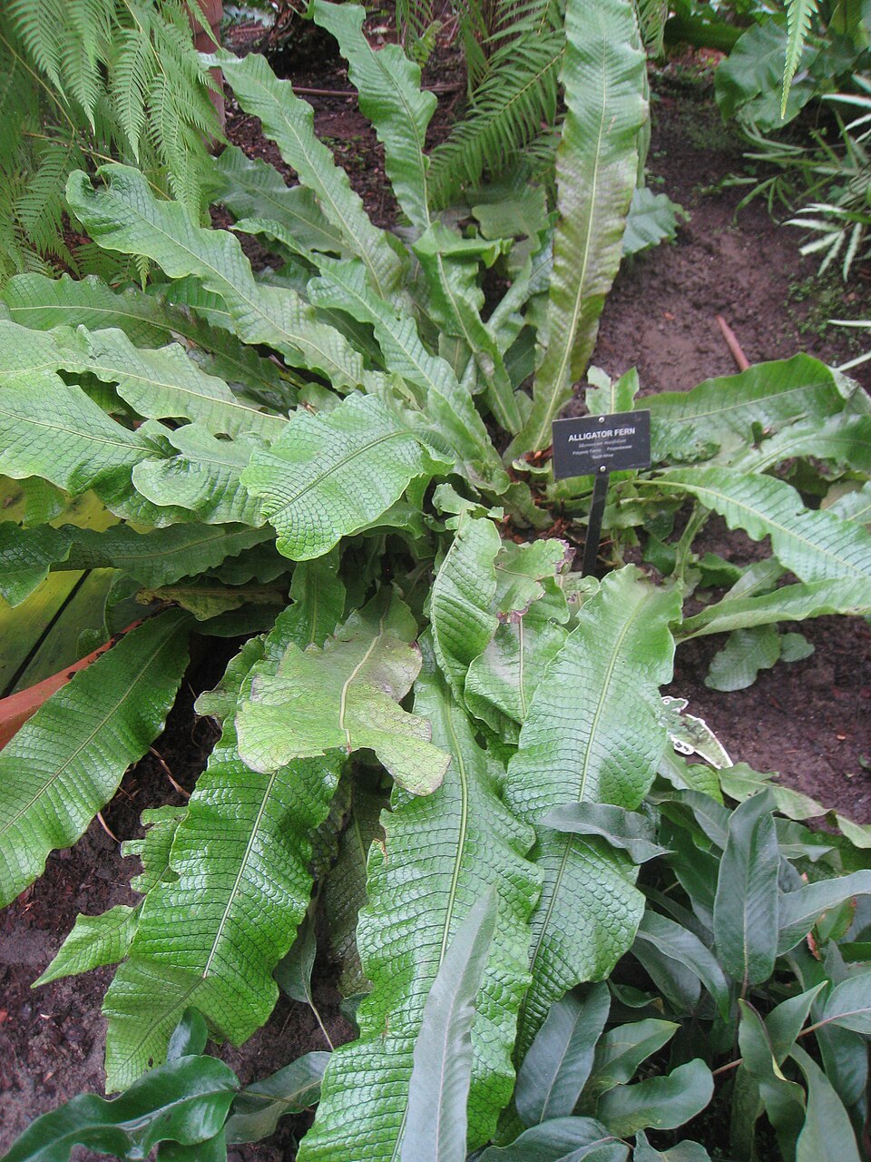 Microsorum musifolium (Crocodile Fern) (alternate view 5)