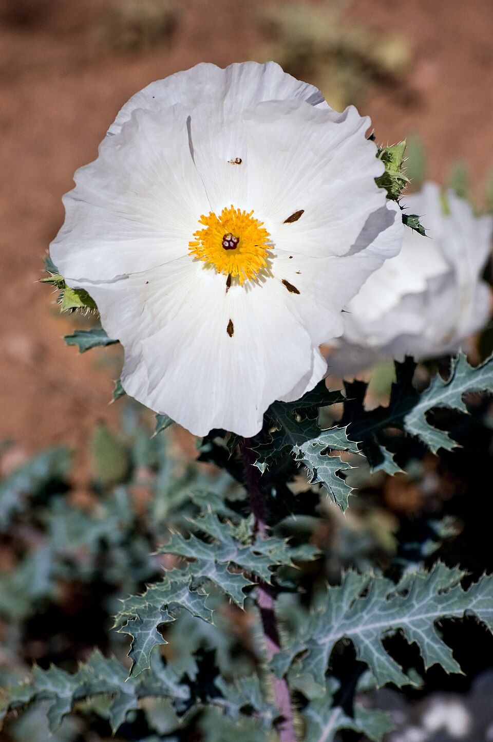 Argemone polyanthemos (thistle poppy) (alternate view 7)
