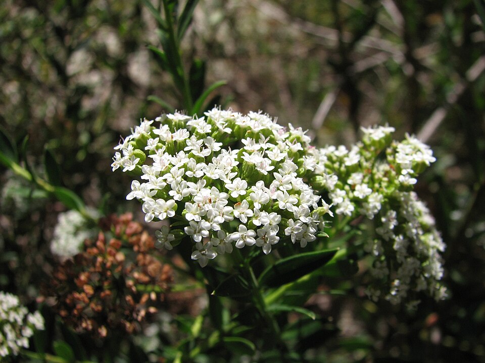 Platysace lanceolata (Shrubby Platysace) (alternate view 6)