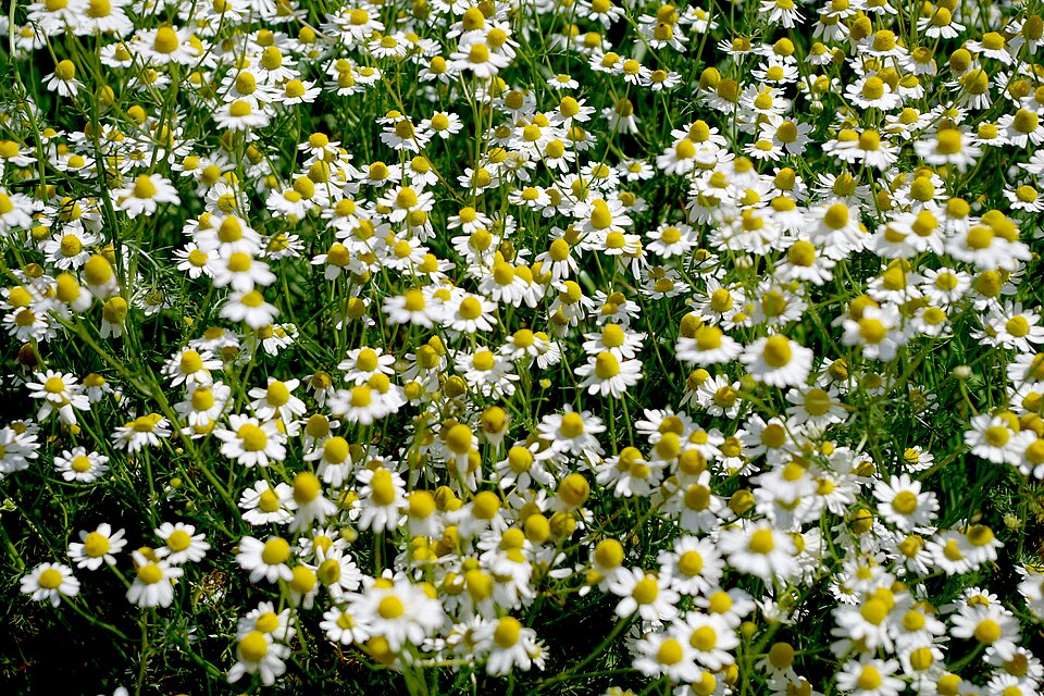 Matricaria (German chamomiles and pineapple-weeds) (alternate view 5)