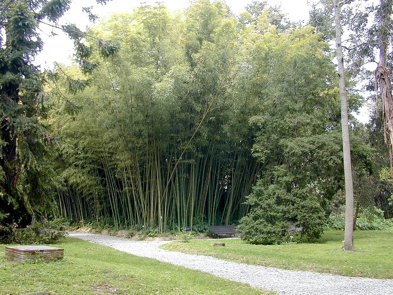 Phyllostachys edulis, Moso bamboo — spreading evergreen (Poaceae) (image 3 of 10)