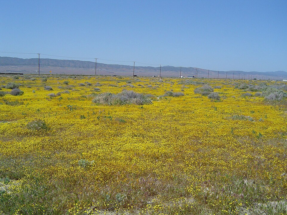 Lasthenia californica (California goldfields) (alternate view 9)