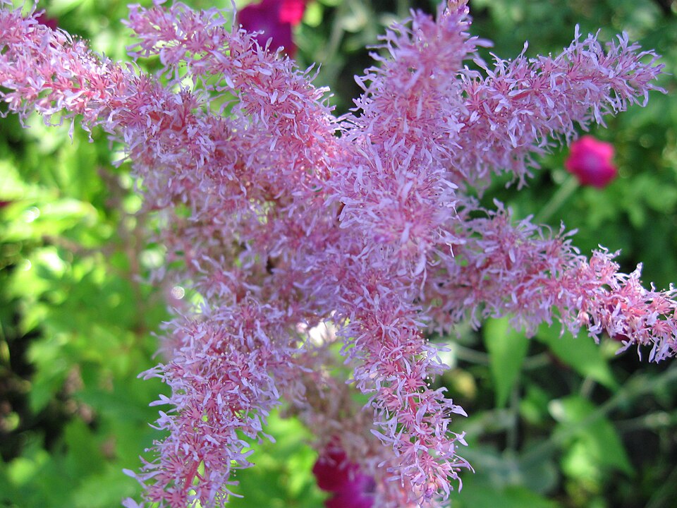 Astilbe (false goat's beards) (alternate view 6)