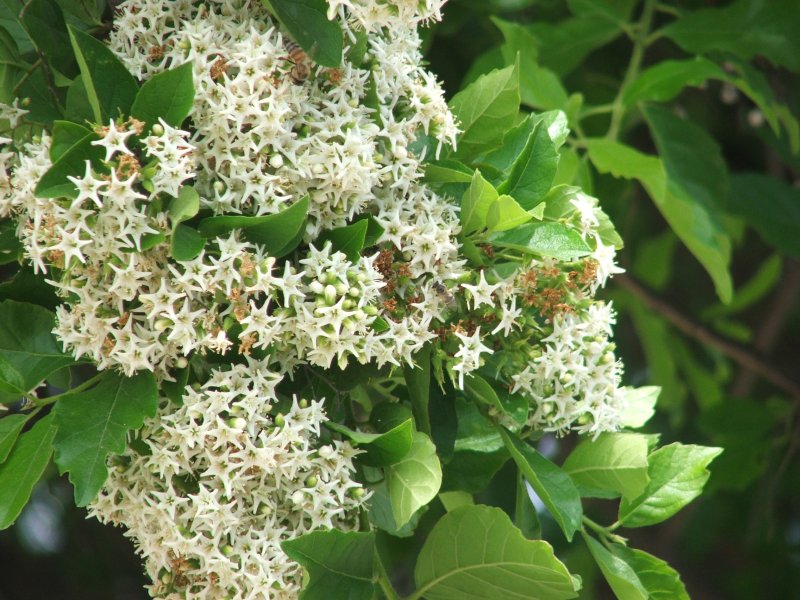Ehretia anacua (Anacua) (alternate view 6)