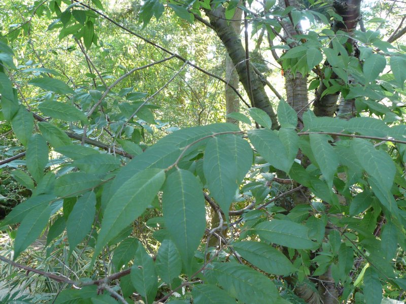 Prunus serrula, Tibetan cherry — spreading deciduous (Rosaceae) (image 2 of 10)