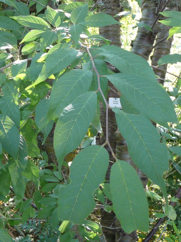 Prunus serrula, Tibetan cherry — spreading deciduous (Rosaceae) (image 3 of 10)