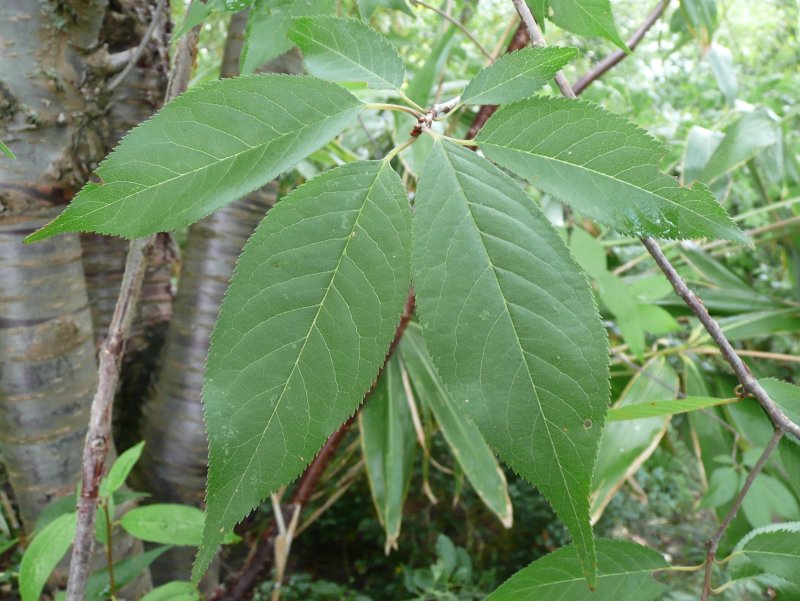 Prunus serrula, Tibetan cherry — spreading deciduous (Rosaceae) (image 4 of 10)