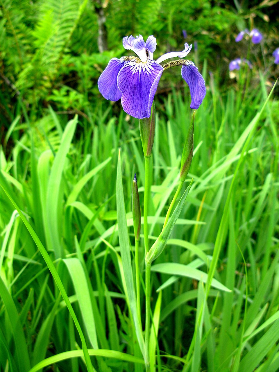 Iris setosa (Beachhead Iris) (alternate view 10)