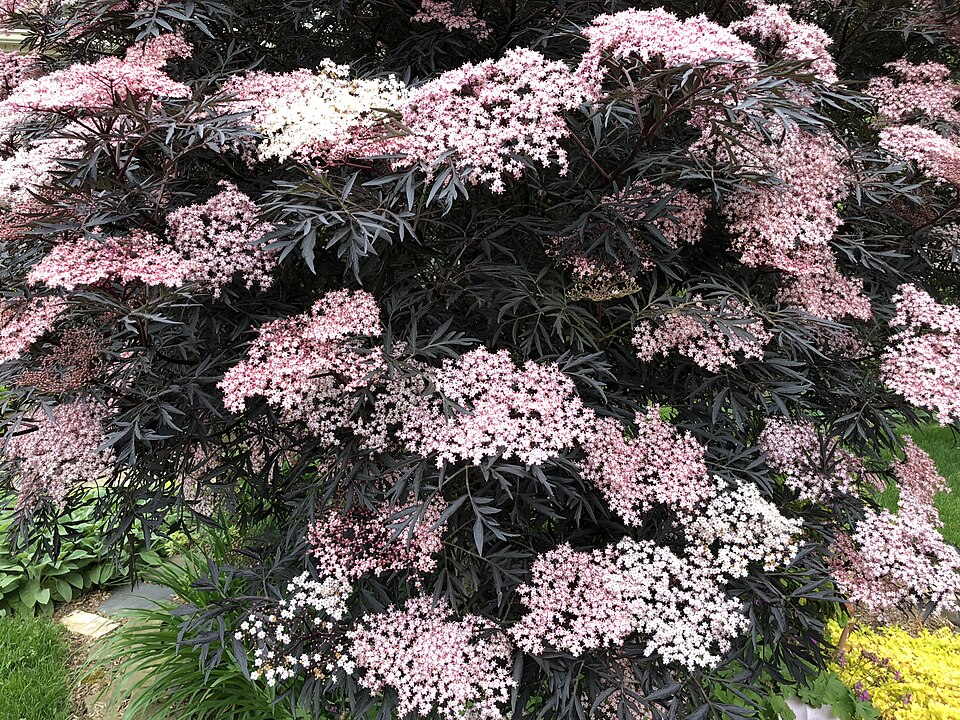 Sambucus nigra 'Guincho Purple' (Guincho Purple Elder) (alternate view 3)