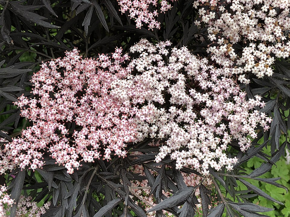 Sambucus nigra 'Guincho Purple' (Guincho Purple Elder) (alternate view 4)