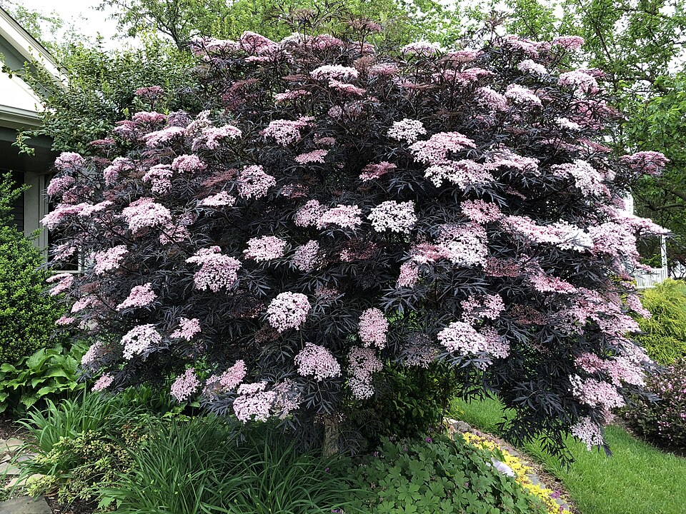 Sambucus nigra 'Guincho Purple' (Guincho Purple Elder) (alternate view 5)