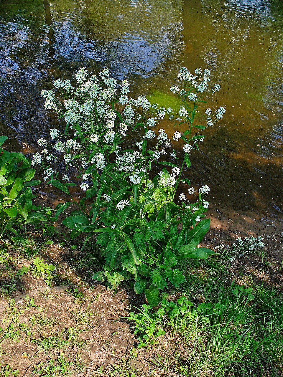 Armoracia rusticana (Horseradish)