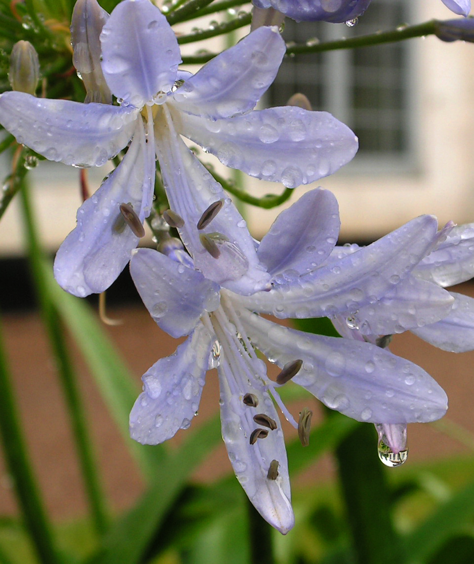 Agapanthus africanus (lily of the Nile) (alternate view 7)