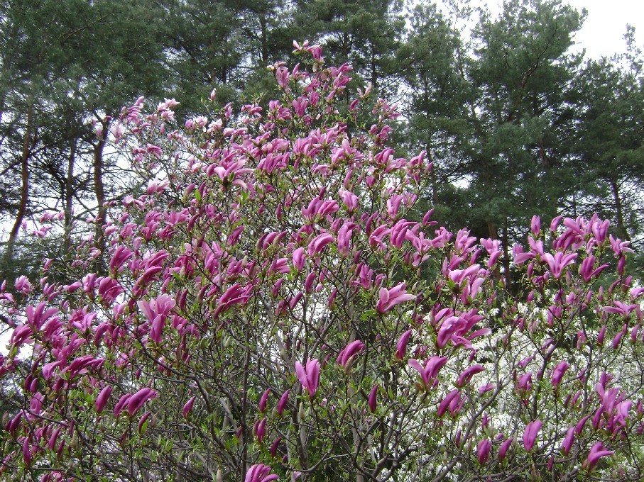 Magnolia × 'Susan' (Susan Magnolia Bush) (alternate view 4)