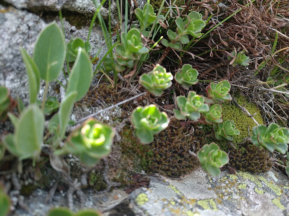 Phedimus (False Stonecrops) (alternate view 6)