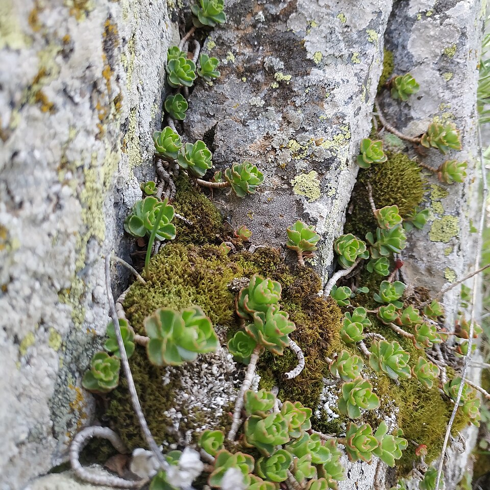 Phedimus (False Stonecrops) (alternate view 7)