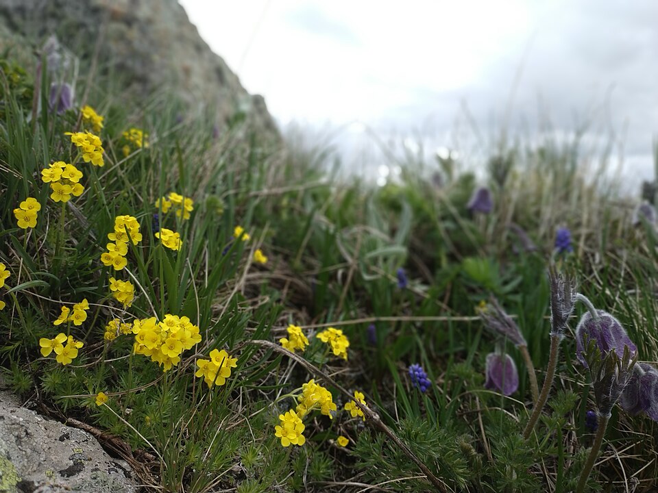 Draba (Drabas) (alternate view 7)