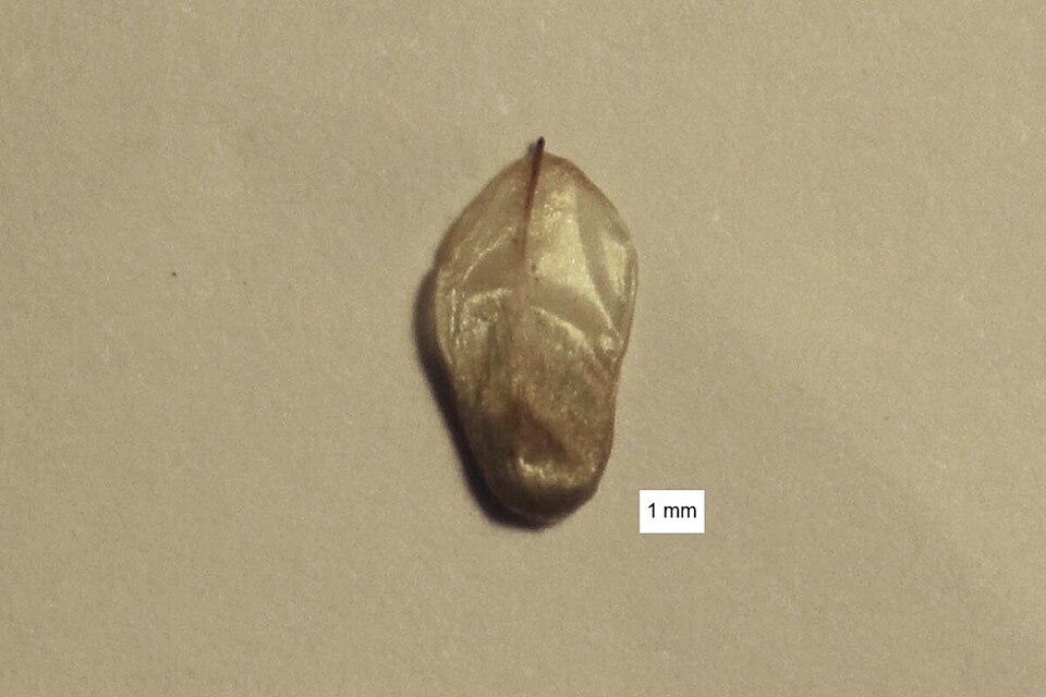 Casuarina (she-oaks)