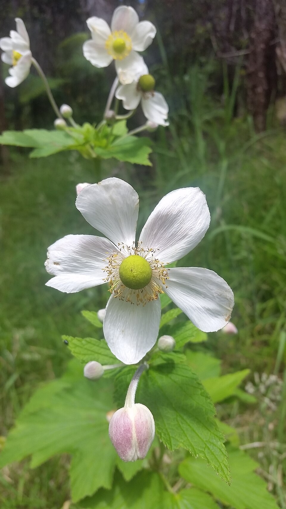 Eriocapitella (Fall-blooming anemones) (alternate view 5)