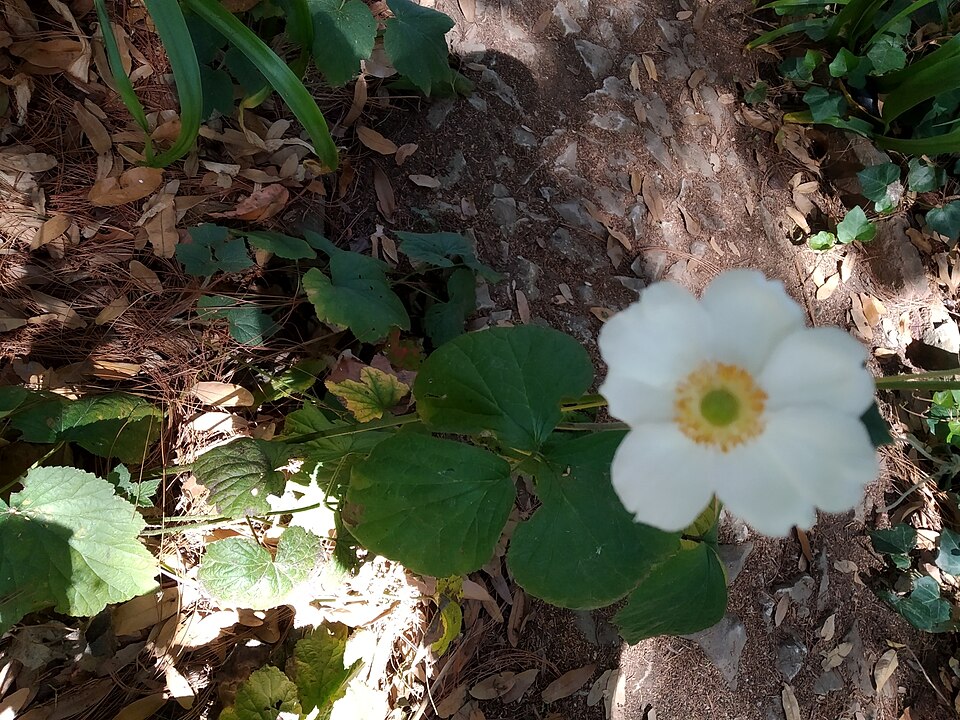 Eriocapitella (Fall-blooming anemones) (alternate view 6)