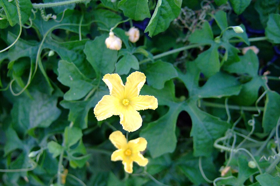 Momordica charantia (Bitter Melon) (alternate view 6)