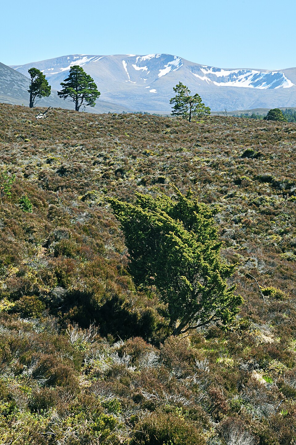 Juniperus communis (common juniper)