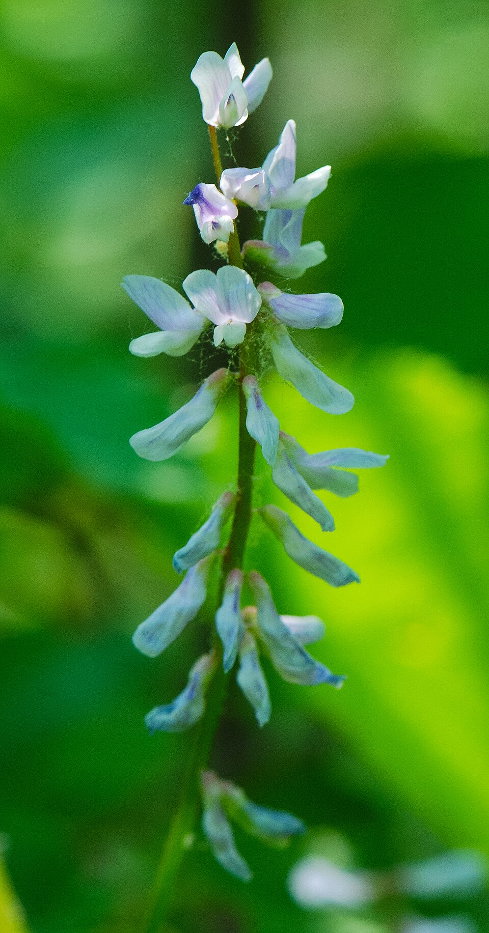 Vicia caroliniana (Carolina Vetch) (alternate view 7)