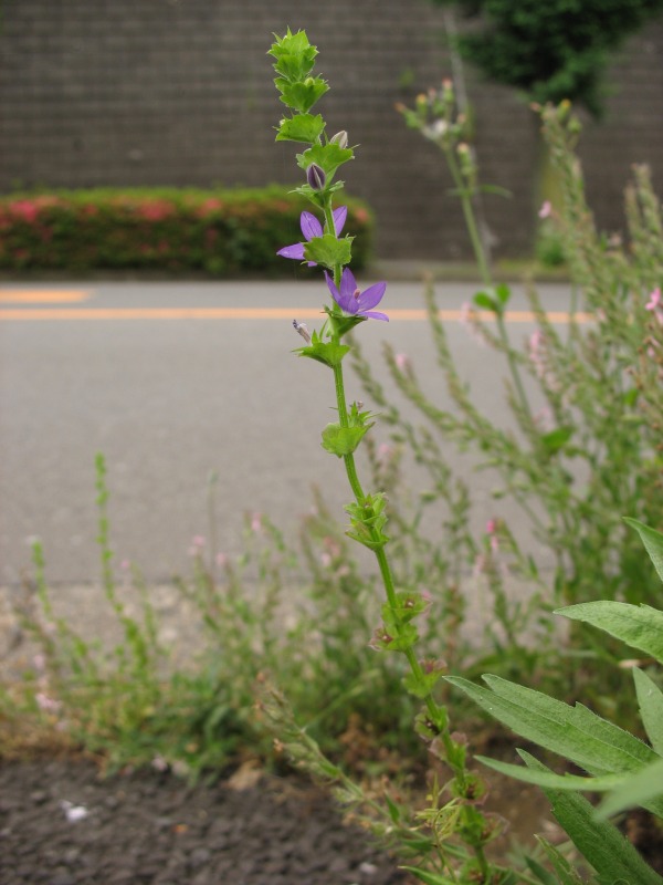 Triodanis perfoliata (clasping Venus's looking glass) (alternate view 2)