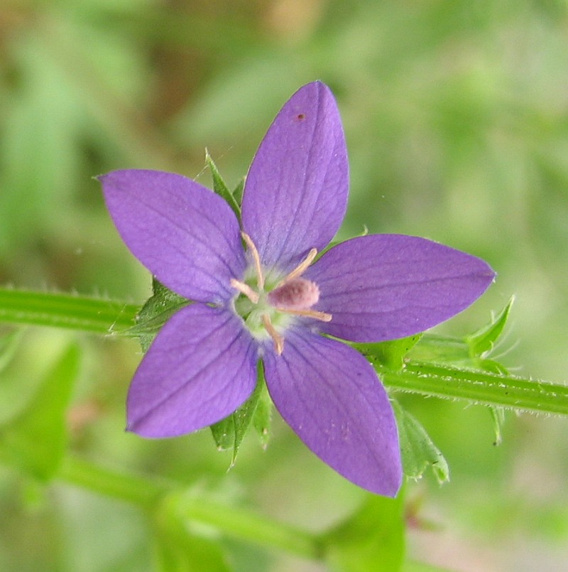 Triodanis perfoliata (clasping Venus's looking glass) (alternate view 3)