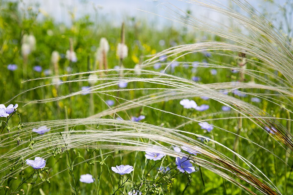 Linum (Flaxes) (alternate view 4)