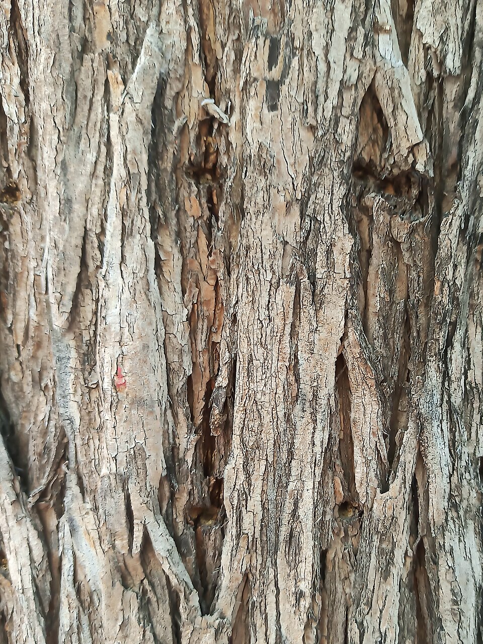 Schinus areira (Peppercorn Tree) (alternate view 7)